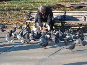 feeding the birds breadcrumbs